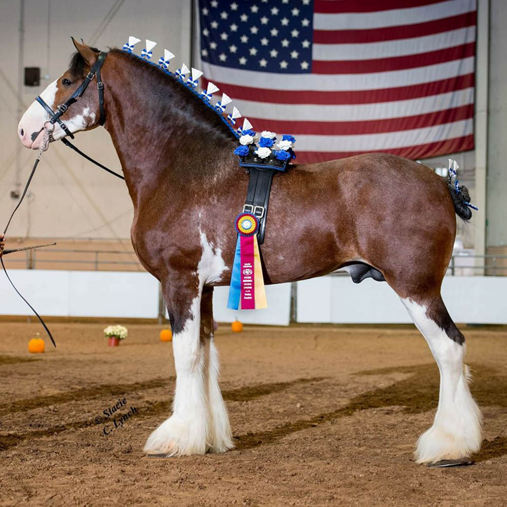 Creditview Jack Daniel - Sprucelane Clydesdales